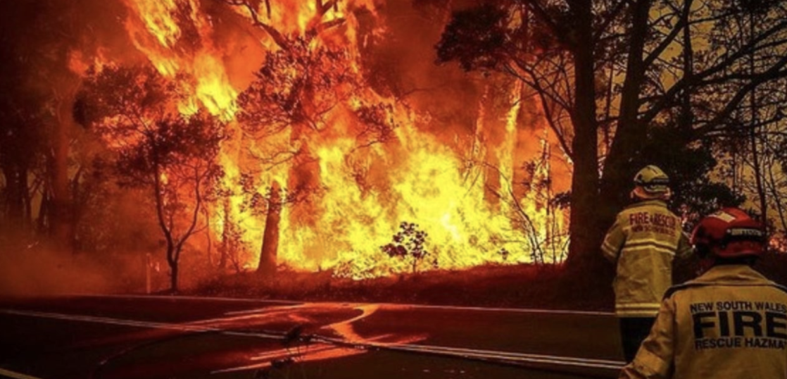 オーストラリア山火事の原因はユーカリ 日本が報道しない理由 Official Web Site 浮世満理子