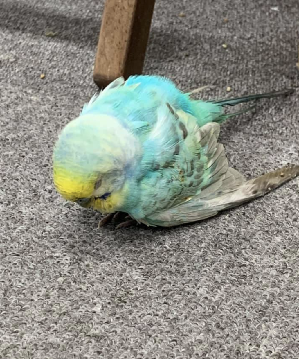 セキセイインコも限りある命を全力で生きている インコの老衰 Official Web Site 浮世満理子